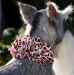 Jungle Prints Tinkies Garden Flowers Collar in Many Colors - sl-cheetahtinkie