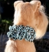 Jungle Prints Tinkies Garden Flowers Collar in Many Colors - sl-cheetahtinkie