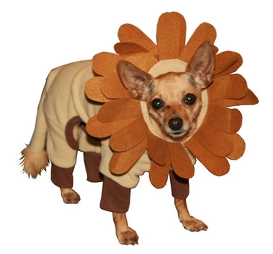 Lion King Dog Costume kosher, hanukkah, toy, jewish, toy, puppy bed,  beds,dog mat, pet mat, puppy mat, fab dog pet sweater, dog swepet clothes, dog clothes, puppy clothes, pet store, dog store, puppy boutique store, dog boutique, pet boutique, puppy boutique, Bloomingtails, dog, small dog clothes, large dog clothes, large dog costumes, small dog costumes, pet stuff, Halloween dog, puppy Halloween, pet Halloween, clothes, dog puppy Halloween, dog sale, pet sale, puppy sale, pet dog tank, pet tank, pet shirt, dog shirt, puppy shirt,puppy tank, I see spot, dog collars, dog leads, pet collar, pet lead,puppy collar, puppy lead, dog toys, pet toys, puppy toy, dog beds, pet beds, puppy bed,  beds,dog mat, pet mat, puppy mat, fab dog pet sweater, dog sweater, dog winte