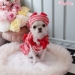 Lollipop Beret - wf-lollipopberet