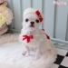 Lovely Babe Beret - wf-lovelybabeberet