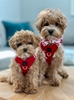 Luxe Step in Harness in Red luxe step in harness, doodle couture, dune step in, dog harness, pet harness, dog, pet, dog boutique, pet boutique, sale dogs, pet sale, dog store, pet store, doggie couture, bloomingtails dog boutique, new dog designs, new pet design, chanel harness, chanel pet harness, chanel dog harness, dog spring designs, harness sale, harness clearance, hello doggie