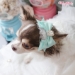 Magical Day Hairbow - wf-magicaldayhair