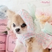 Marshmallow Beret - wf-marshmallow beret