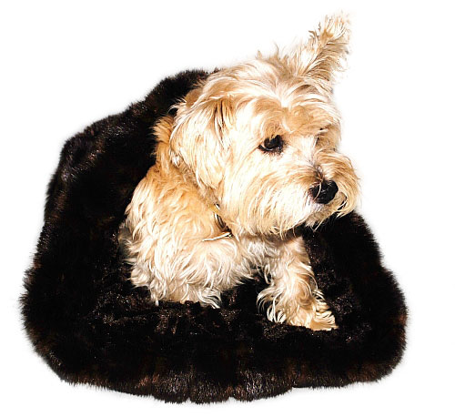  Mink Plush Cozy Sak in Chocolate wooflink, susan lanci, dog clothes, small dog clothes, urban pup, pooch outfitters, dogo, hip doggie, doggie design, small dog dress, pet clotes, dog boutique. pet boutique, bloomingtails dog boutique, dog raincoat, dog rain coat, pet raincoat, dog shampoo, pet shampoo, dog bathrobe, pet bathrobe, dog carrier, small dog carrier, doggie couture, pet couture, dog football, dog toys, pet toys, dog clothes sale, pet clothes sale, shop local, pet store, dog store, dog chews, pet chews, worthy dog, dog bandana, pet bandana, dog halloween, pet halloween, dog holiday, pet holiday, dog teepee, custom dog clothes, pet pjs, dog pjs, pet pajamas, dog pajamas,dog sweater, pet sweater, dog hat, fabdog, fab dog, dog puffer coat, dog winter jacket, dog col
