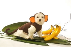 Monkey Dog Costume  wooflink, susan lanci, dog clothes, small dog clothes, urban pup, pooch outfitters, dogo, hip doggie, doggie design, small dog dress, pet clotes, dog boutique. pet boutique, bloomingtails dog boutique, dog raincoat, dog rain coat, pet raincoat, dog shampoo, pet shampoo, dog bathrobe, pet bathrobe, dog carrier, small dog carrier, doggie couture, pet couture, dog football, dog toys, pet toys, dog clothes sale, pet clothes sale, shop local, pet store, dog store, dog chews, pet chews, worthy dog, dog bandana, pet bandana, dog halloween, pet halloween, dog holiday, pet holiday, dog teepee, custom dog clothes, pet pjs, dog pjs, pet pajamas, dog pajamas,dog sweater, pet sweater, dog hat, fabdog, fab dog, dog puffer coat, dog winter jacket, dog col