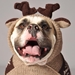 Moosey Hoodie Dog Sweater     - cd-moosey-hoodie