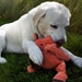 Morris Moose Knottie Dog Toy  - huggle-morrismoose