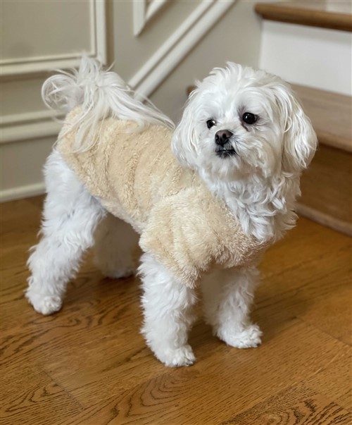 NEW Soft Plush Pullover - Cream  puppy bed,  beds,dog mat, pet mat, puppy mat, fab dog pet sweater, dog swepet clothes, dog clothes, puppy clothes, pet store, dog store, puppy boutique store, dog boutique, pet boutique, puppy boutique, Bloomingtails, dog, small dog clothes, large dog clothes, large dog costumes, small dog costumes, pet stuff, Halloween dog, puppy Halloween, pet Halloween, clothes, dog puppy Halloween, dog sale, pet sale, puppy sale, pet dog tank, pet tank, pet shirt, dog shirt, puppy shirt,puppy tank, I see spot, dog collars, dog leads, pet collar, pet lead,puppy collar, puppy lead, dog toys, pet toys, puppy toy, dog beds, pet beds, puppy bed,  beds,dog mat, pet mat, puppy mat, fab dog pet sweater, dog sweater, dog winter, pet winter,dog raincoat, pet rai