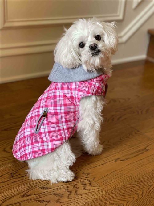 NEW Weekender Dog Sweatshirt - Pink and White Plaid  puppy bed,  beds,dog mat, pet mat, puppy mat, fab dog pet sweater, dog swepet clothes, dog clothes, puppy clothes, pet store, dog store, puppy boutique store, dog boutique, pet boutique, puppy boutique, Bloomingtails, dog, small dog clothes, large dog clothes, large dog costumes, small dog costumes, pet stuff, Halloween dog, puppy Halloween, pet Halloween, clothes, dog puppy Halloween, dog sale, pet sale, puppy sale, pet dog tank, pet tank, pet shirt, dog shirt, puppy shirt,puppy tank, I see spot, dog collars, dog leads, pet collar, pet lead,puppy collar, puppy lead, dog toys, pet toys, puppy toy, dog beds, pet beds, puppy bed,  beds,dog mat, pet mat, puppy mat, fab dog pet sweater, dog sweater, dog winter, pet winter,dog raincoat, pet rai
