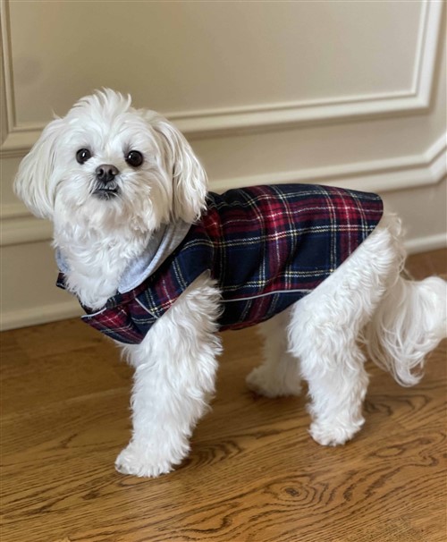 NEW Weekender Dog Sweatshirt - Red and Black Plaid  puppy bed,  beds,dog mat, pet mat, puppy mat, fab dog pet sweater, dog swepet clothes, dog clothes, puppy clothes, pet store, dog store, puppy boutique store, dog boutique, pet boutique, puppy boutique, Bloomingtails, dog, small dog clothes, large dog clothes, large dog costumes, small dog costumes, pet stuff, Halloween dog, puppy Halloween, pet Halloween, clothes, dog puppy Halloween, dog sale, pet sale, puppy sale, pet dog tank, pet tank, pet shirt, dog shirt, puppy shirt,puppy tank, I see spot, dog collars, dog leads, pet collar, pet lead,puppy collar, puppy lead, dog toys, pet toys, puppy toy, dog beds, pet beds, puppy bed,  beds,dog mat, pet mat, puppy mat, fab dog pet sweater, dog sweater, dog winter, pet winter,dog raincoat, pet rai