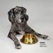 Off The Chain Deluxe Gold Pet Bowl - le-petbowl