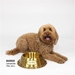 Off The Chain Deluxe Gold Pet Bowl - le-petbowl