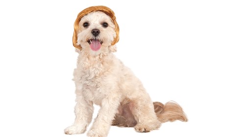 Pawlitical Billionaire  Dog Wig   wooflink, susan lanci, dog clothes, small dog clothes, urban pup, pooch outfitters, dogo, hip doggie, doggie design, small dog dress, pet clotes, dog boutique. pet boutique, bloomingtails dog boutique, dog raincoat, dog rain coat, pet raincoat, dog shampoo, pet shampoo, dog bathrobe, pet bathrobe, dog carrier, small dog carrier, doggie couture, pet couture, dog football, dog toys, pet toys, dog clothes sale, pet clothes sale, shop local, pet store, dog store, dog chews, pet chews, worthy dog, dog bandana, pet bandana, dog halloween, pet halloween, dog holiday, pet holiday, dog teepee, custom dog clothes, pet pjs, dog pjs, pet pajamas, dog pajamas,dog sweater, pet sweater, dog hat, fabdog, fab dog, dog puffer coat, dog winter jacket, dog col