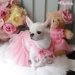Pink Ballerina Tulle Dress - wf-pinkdresstulle