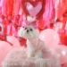 Pink Jane Denim Dog Skirt  - dic-pinkanedogsto