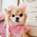 Pink Lady  - wf-pinklady
