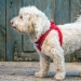 Plush Air Step In Dog Harness in Plaid Spring - pl-airstep-plaidspringPX-XWJ
