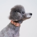 Pu Shrunken Collar - ppia-pushrunkenG-2XY
