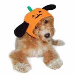 Pumpkin Dog Hat puppy bed,  beds,dog mat, pet mat, puppy mat, fab dog pet sweater, dog swepet clothes, dog clothes, puppy clothes, pet store, dog store, puppy boutique store, dog boutique, pet boutique, puppy boutique, Bloomingtails, dog, small dog clothes, large dog clothes, large dog costumes, small dog costumes, pet stuff, Halloween dog, puppy Halloween, pet Halloween, clothes, dog puppy Halloween, dog sale, pet sale, puppy sale, pet dog tank, pet tank, pet shirt, dog shirt, puppy shirt,puppy tank, I see spot, dog collars, dog leads, pet collar, pet lead,puppy collar, puppy lead, dog toys, pet toys, puppy toy, dog beds, pet beds, puppy bed,  beds,dog mat, pet mat, puppy mat, fab dog pet sweater, dog sweater, dog winter, pet winter,dog raincoat, pet rain