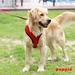 Puppia Soft Dog Harness - pupia-soft-harnes