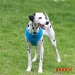 Puppia Soft Dog Harness - pupia-soft-harnes