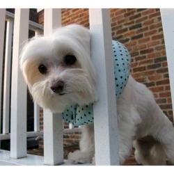 Puppy Bumpers - Mint Chocolate Chip dog bowls,susan lanci, puppia,wooflink, luxury dog boutique,tonimari,pet clothes, dog clothes, puppy clothes, pet store, dog store, puppy boutique store, dog boutique, pet boutique, puppy boutique, Bloomingtails, dog, small dog clothes, large dog clothes, large dog costumes, small dog costumes, pet stuff, Halloween dog, puppy Halloween, pet Halloween, clothes, dog puppy Halloween, dog sale, pet sale, puppy sale, pet dog tank, pet tank, pet shirt, dog shirt, puppy shirt,puppy tank, I see spot, dog collars, dog leads, pet collar, pet lead,puppy collar, puppy lead, dog toys, pet toys, puppy toy, dog beds, pet beds, puppy bed,  beds,dog mat, pet mat, puppy mat, fab dog pet sweater, dog sweater, dog winter, pet winter,dog raincoat, pet raincoat,