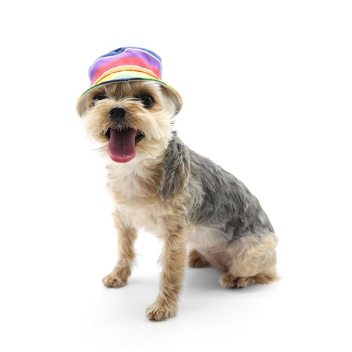 Rainbow Bucket Hat  Roxy & Lulu, wooflink, susan lanci, dog clothes, small dog clothes, airbuggy, pooch outfitters, dogo, hip doggie, doggie design, small dog dress, pet clotes, dog boutique. pet boutique, bloomingtails dog boutique, dog raincoat, dog rain coat, pet raincoat, dog shampoo, pet shampoo, dog bathrobe, pet bathrobe, dog carrier, small dog carrier, doggie couture, pet couture, dog football, dog toys, pet toys, dog clothes sale, pet clothes sale, shop local, pet store, dog store, dog chews, pet chews, worthy dog, dog bandana, pet bandana, dog halloween, pet halloween, dog holiday, pet holiday, dog teepee, custom dog clothes, pet pjs, dog pjs, pet pajamas, dog pajamas,dog sweater, pet sweater, dog hat, fabdog, fab dog, dog puffer coat, dog winter ja