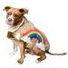 Rainbow Dog Costume - pk-rainbow