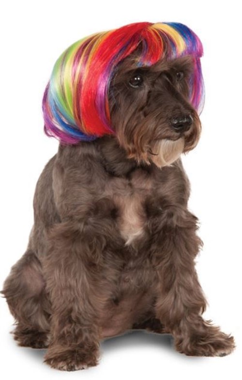 Image result for rainbow dog