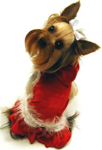 Red Velvet Dog Dress with Jewel Accent dog bowls,susan lanci, puppia,wooflink, luxury dog boutique,tonimari,pet clothes, dog clothes, puppy clothes, pet store, dog store, puppy boutique store, dog boutique, pet boutique, puppy boutique, Bloomingtails, dog, small dog clothes, large dog clothes, large dog costumes, small dog costumes, pet stuff, Halloween dog, puppy Halloween, pet Halloween, clothes, dog puppy Halloween, dog sale, pet sale, puppy sale, pet dog tank, pet tank, pet shirt, dog shirt, puppy shirt,puppy tank, I see spot, dog collars, dog leads, pet collar, pet lead,puppy collar, puppy lead, dog toys, pet toys, puppy toy, dog beds, pet beds, puppy bed,  beds,dog mat, pet mat, puppy mat, fab dog pet sweater, dog sweater, dog winter, pet winter,dog raincoat, pet raincoat,