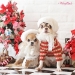 Reindeer BB Turtleneck - wf-reindeerbb