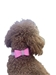 Rhinestone Dog Collar with Bow - ds-rhinestone-collar