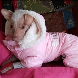 Ruffin It Pink Snowsuit  puppy bed,  beds,dog mat, pet mat, puppy mat, fab dog pet sweater, dog swepet clothes, dog clothes, puppy clothes, pet store, dog store, puppy boutique store, dog boutique, pet boutique, puppy boutique, Bloomingtails, dog, small dog clothes, large dog clothes, large dog costumes, small dog costumes, pet stuff, Halloween dog, puppy Halloween, pet Halloween, clothes, dog puppy Halloween, dog sale, pet sale, puppy sale, pet dog tank, pet tank, pet shirt, dog shirt, puppy shirt,puppy tank, I see spot, dog collars, dog leads, pet collar, pet lead,puppy collar, puppy lead, dog toys, pet toys, puppy toy, dog beds, pet beds, puppy bed,  beds,dog mat, pet mat, puppy mat, fab dog pet sweater, dog sweater, dog winter, pet winter,dog raincoat, pet rain