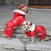Ruffin It Red Snowsuit - dogdes-ruffinred