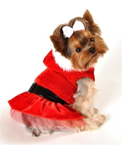 Santa Christmas Dress kosher, hanukkah, toy, jewish, toy, puppy bed,  beds,dog mat, pet mat, puppy mat, fab dog pet sweater, dog swepet clothes, dog clothes, puppy clothes, pet store, dog store, puppy boutique store, dog boutique, pet boutique, puppy boutique, Bloomingtails, dog, small dog clothes, large dog clothes, large dog costumes, small dog costumes, pet stuff, Halloween dog, puppy Halloween, pet Halloween, clothes, dog puppy Halloween, dog sale, pet sale, puppy sale, pet dog tank, pet tank, pet shirt, dog shirt, puppy shirt,puppy tank, I see spot, dog collars, dog leads, pet collar, pet lead,puppy collar, puppy lead, dog toys, pet toys, puppy toy, dog beds, pet beds, puppy bed,  beds,dog mat, pet mat, puppy mat, fab dog pet sweater, dog sweater, dog winte