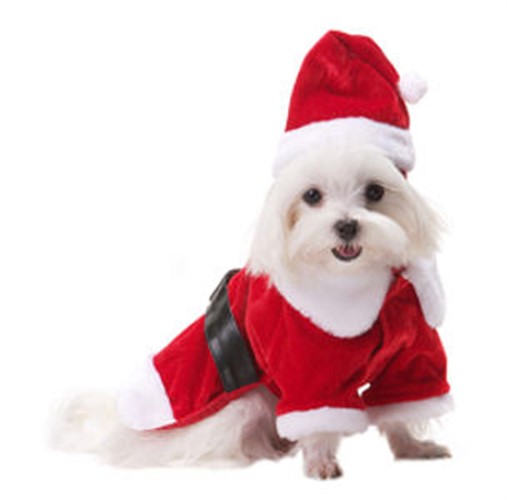 Santa Paws Dog Coat wooflink, susan lanci, dog clothes, small dog clothes, urban pup, pooch outfitters, dogo, hip doggie, doggie design, small dog dress, pet clotes, dog boutique. pet boutique, bloomingtails dog boutique, dog raincoat, dog rain coat, pet raincoat, dog shampoo, pet shampoo, dog bathrobe, pet bathrobe, dog carrier, small dog carrier, doggie couture, pet couture, dog football, dog toys, pet toys, dog clothes sale, pet clothes sale, shop local, pet store, dog store, dog chews, pet chews, worthy dog, dog bandana, pet bandana, dog halloween, pet halloween, dog holiday, pet holiday, dog teepee, custom dog clothes, pet pjs, dog pjs, pet pajamas, dog pajamas,dog sweater, pet sweater, dog hat, fabdog, fab dog, dog puffer coat, dog winter jacket, dog col