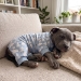 Soft Polar Bear Pajamas - dd-polarjammies