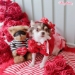 Someone Special Hairbow - wf-someonespecialhairbow
