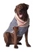 Spencer Dog Sweater    - cd-spencer-sweater