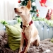 Starlight Glitter and Velvet Collar & Lead - mg-starlight