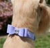Susan Lanci  Big Bow Dog Collar - Many Colors - sulanc-bigbow