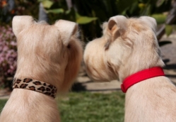 Susan Lanci Plain Dog Collar-Many Colors- 1/2 Inch wooflink, susan lanci, dog clothes, small dog clothes, urban pup, pooch outfitters, dogo, hip doggie, doggie design, small dog dress, pet clotes, dog boutique. pet boutique, bloomingtails dog boutique, dog raincoat, dog rain coat, pet raincoat, dog shampoo, pet shampoo, dog bathrobe, pet bathrobe, dog carrier, small dog carrier, doggie couture, pet couture, dog football, dog toys, pet toys, dog clothes sale, pet clothes sale, shop local, pet store, dog store, dog chews, pet chews, worthy dog, dog bandana, pet bandana, dog halloween, pet halloween, dog holiday, pet holiday, dog teepee, custom dog clothes, pet pjs, dog pjs, pet pajamas, dog pajamas,dog sweater, pet sweater, dog hat, fabdog, fab dog, dog puffer coat, dog winter jacket, dog col