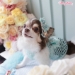 Sweet Candy Bow - wf-sweetcandybowP-WKM