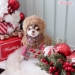 Teddy Bear Hood - wf-teddybearhoodie