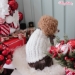 Teddy Bear Hood - wf-teddybearhoodie