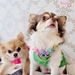 Teddy Bear & Pearl Dog Necklace by Wooflink - wf-teddybearpearl