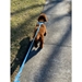 The Runway Collection Dog Leash - Montauk Blue - dc-montauk-leash