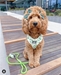 The Runway Harness - Two Peas in a Pod - dc-peas-harness