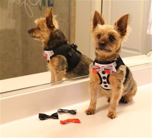 Tuxedo American River Harness w/4 Interchanging Bows wooflink, susan lanci, dog clothes, small dog clothes, urban pup, pooch outfitters, dogo, hip doggie, doggie design, small dog dress, pet clotes, dog boutique. pet boutique, bloomingtails dog boutique, dog raincoat, dog rain coat, pet raincoat, dog shampoo, pet shampoo, dog bathrobe, pet bathrobe, dog carrier, small dog carrier, doggie couture, pet couture, dog football, dog toys, pet toys, dog clothes sale, pet clothes sale, shop local, pet store, dog store, dog chews, pet chews, worthy dog, dog bandana, pet bandana, dog halloween, pet halloween, dog holiday, pet holiday, dog teepee, custom dog clothes, pet pjs, dog pjs, pet pajamas, dog pajamas,dog sweater, pet sweater, dog hat, fabdog, fab dog, dog puffer coat, dog winter jacket, dog col